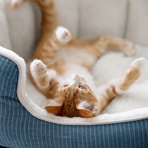 Confort animaux