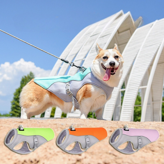 Cool Canine